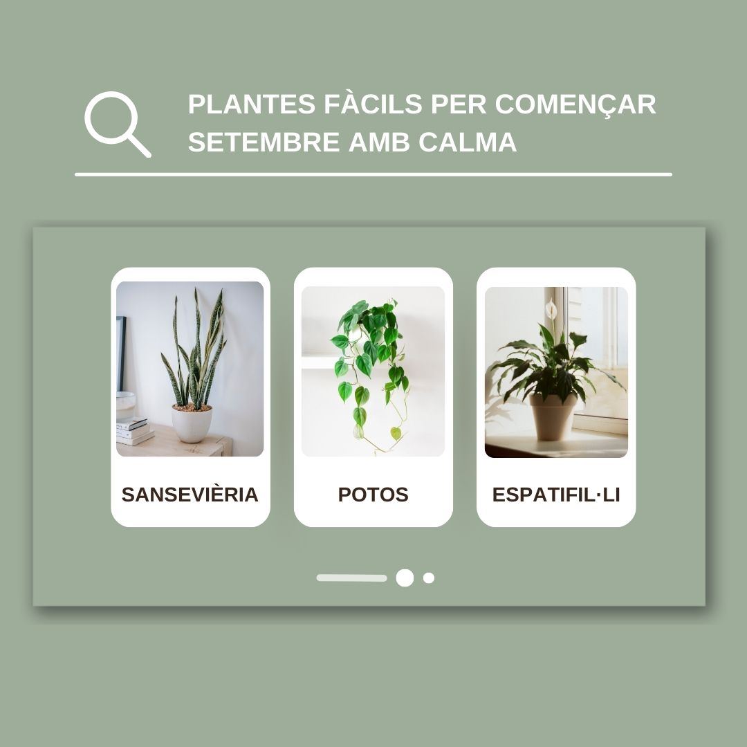 Plantes fàcils per començar setembre amb calma